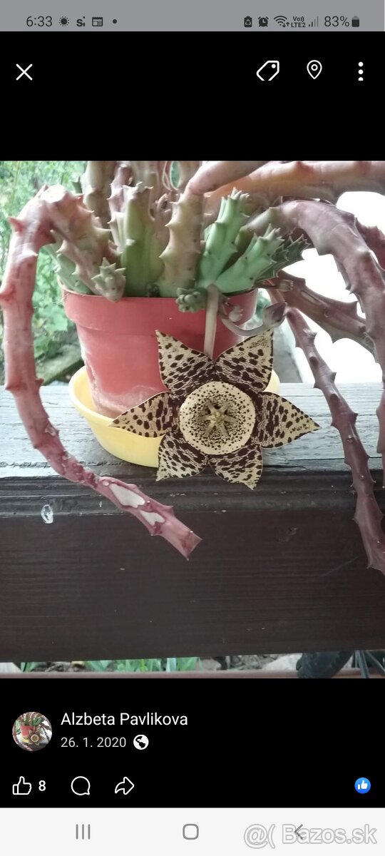 Stapelia.