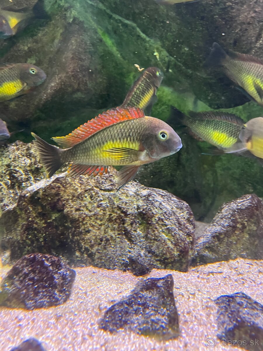WF TROPHEUS MOORII RED RAINBOW