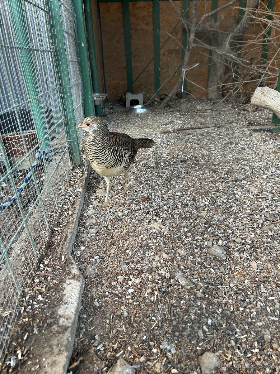Zlaty bazant samica