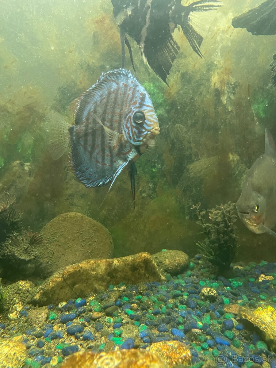 Diskus