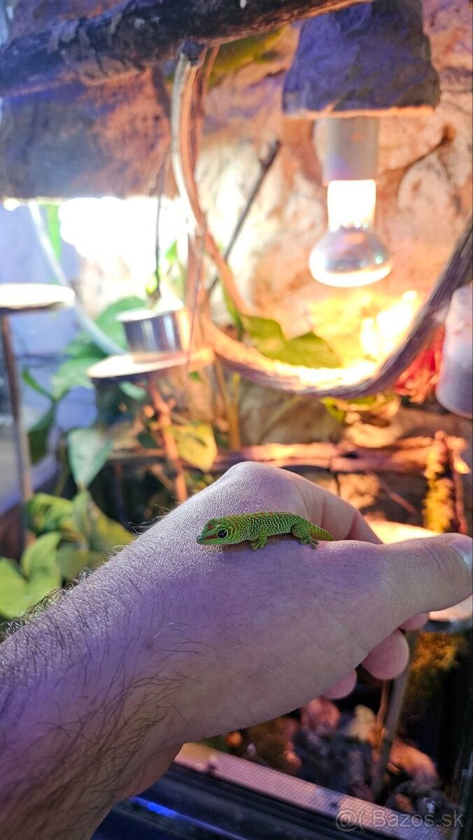 Felzuma Madagaskarská