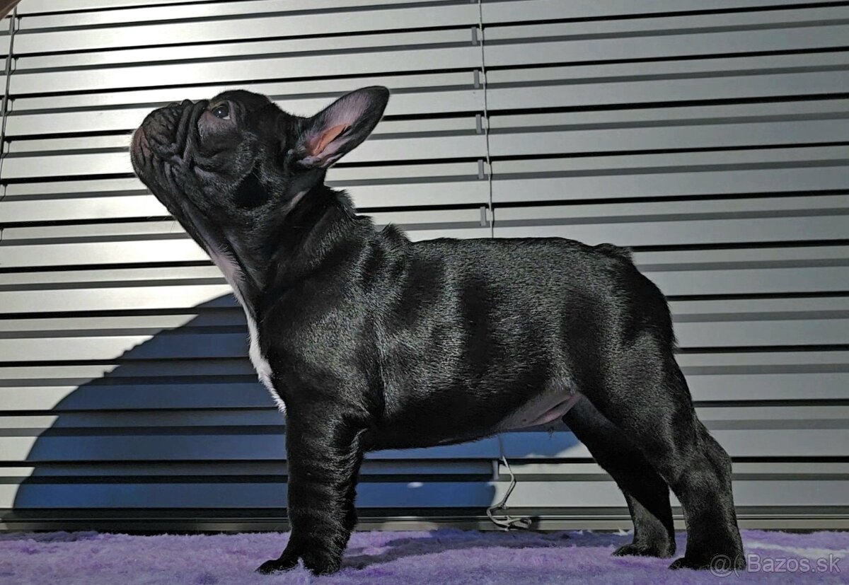 Francúzsky buldoček s PP, FCI