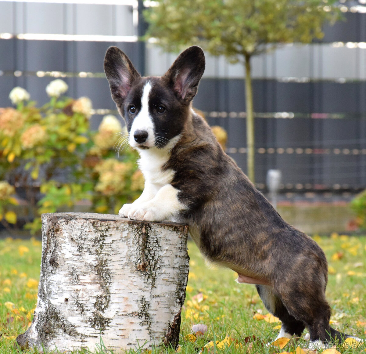 Welsh Corgi Chlapec je pripravený na vyzdvihnutie