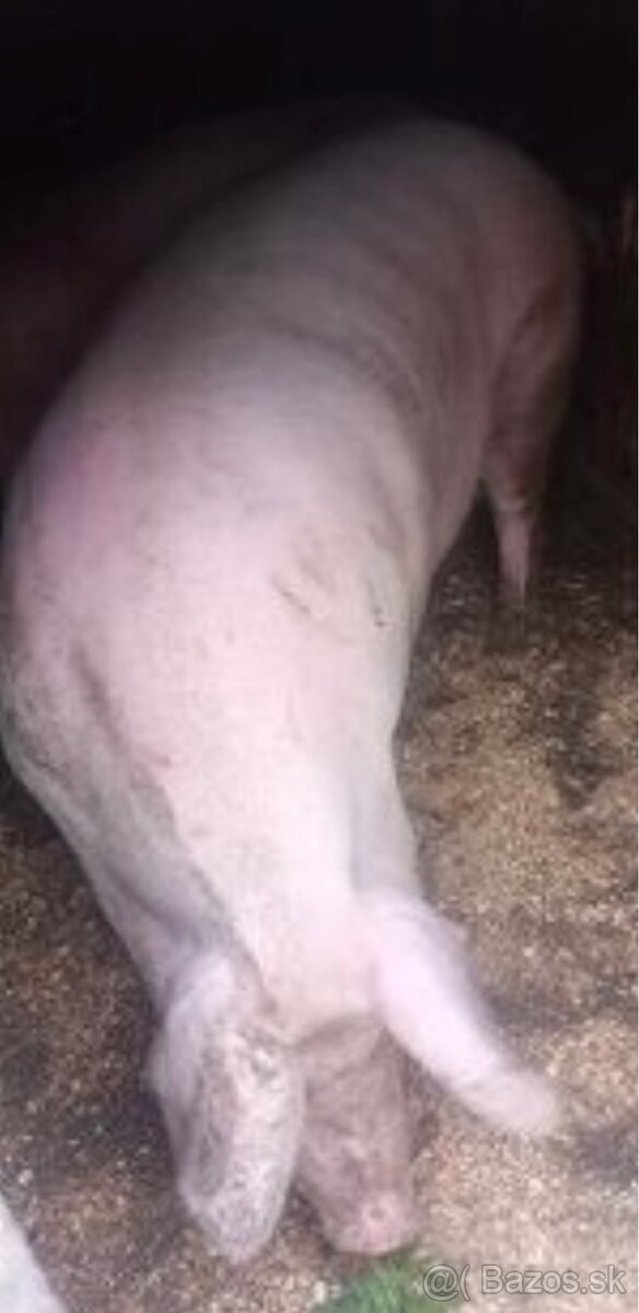 Prasa 2.50€-kg živej váhy