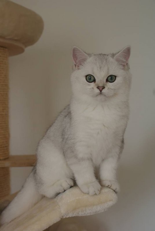 Bristka kratkosrsta macka