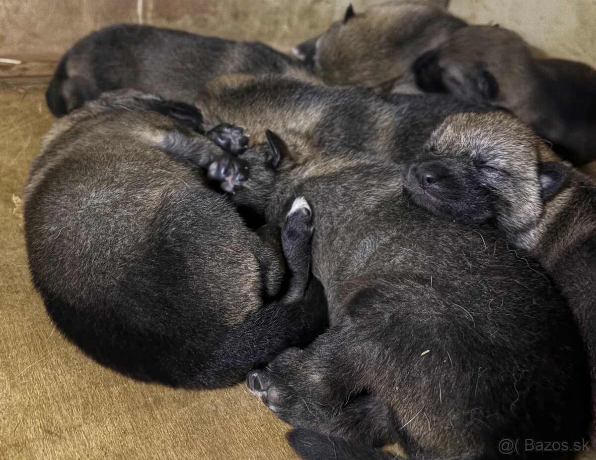Československý vlčiak bez PP