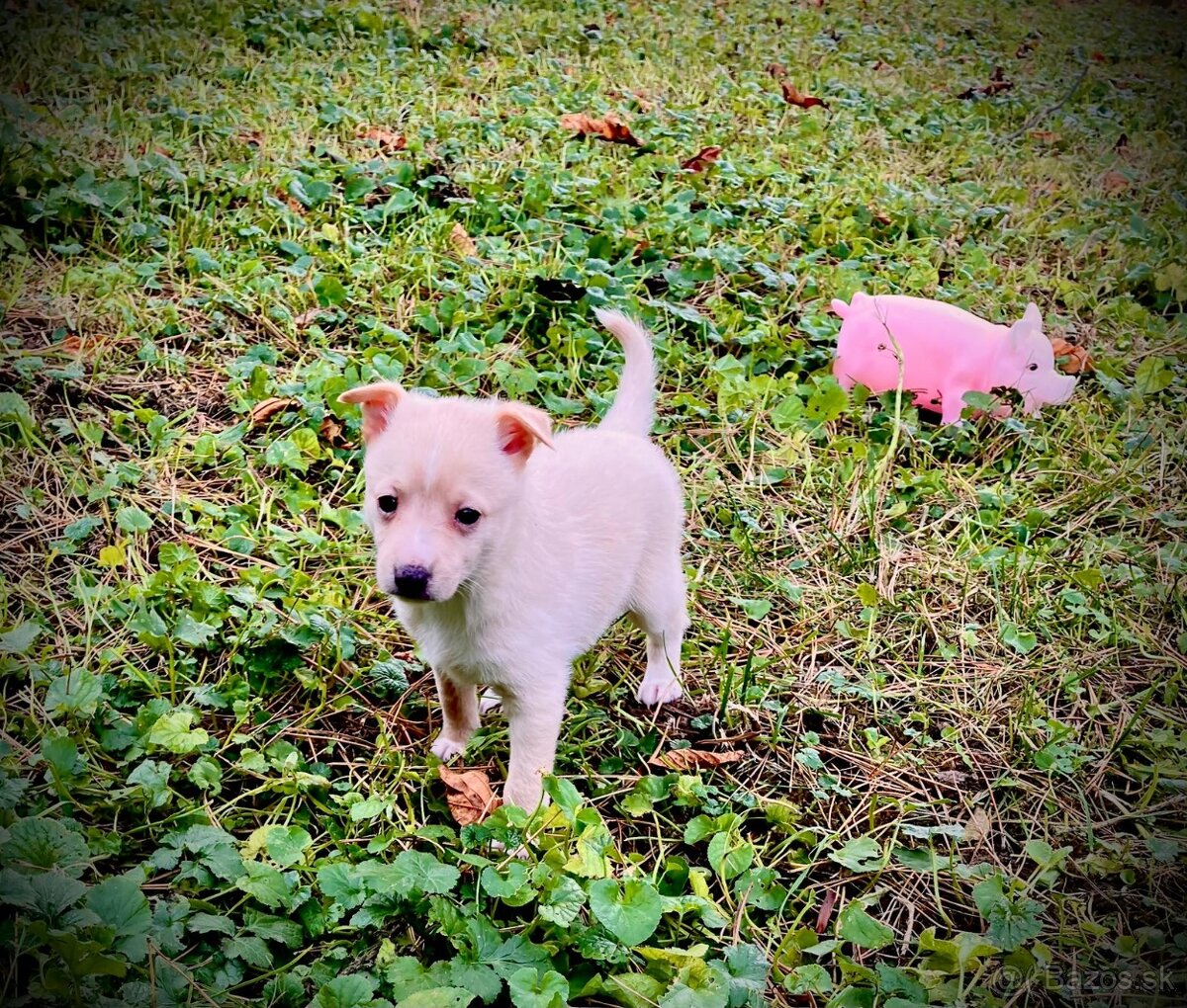 Taliansky chrtik x civava