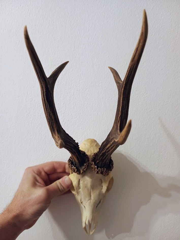 Trofej trofeje parohy parožie zhody,,