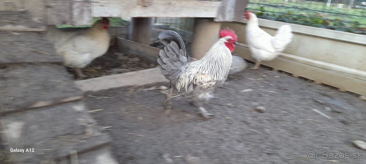 Predám mladé kohúty