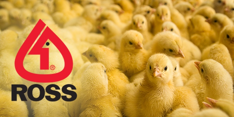 Brojlere Ross 308