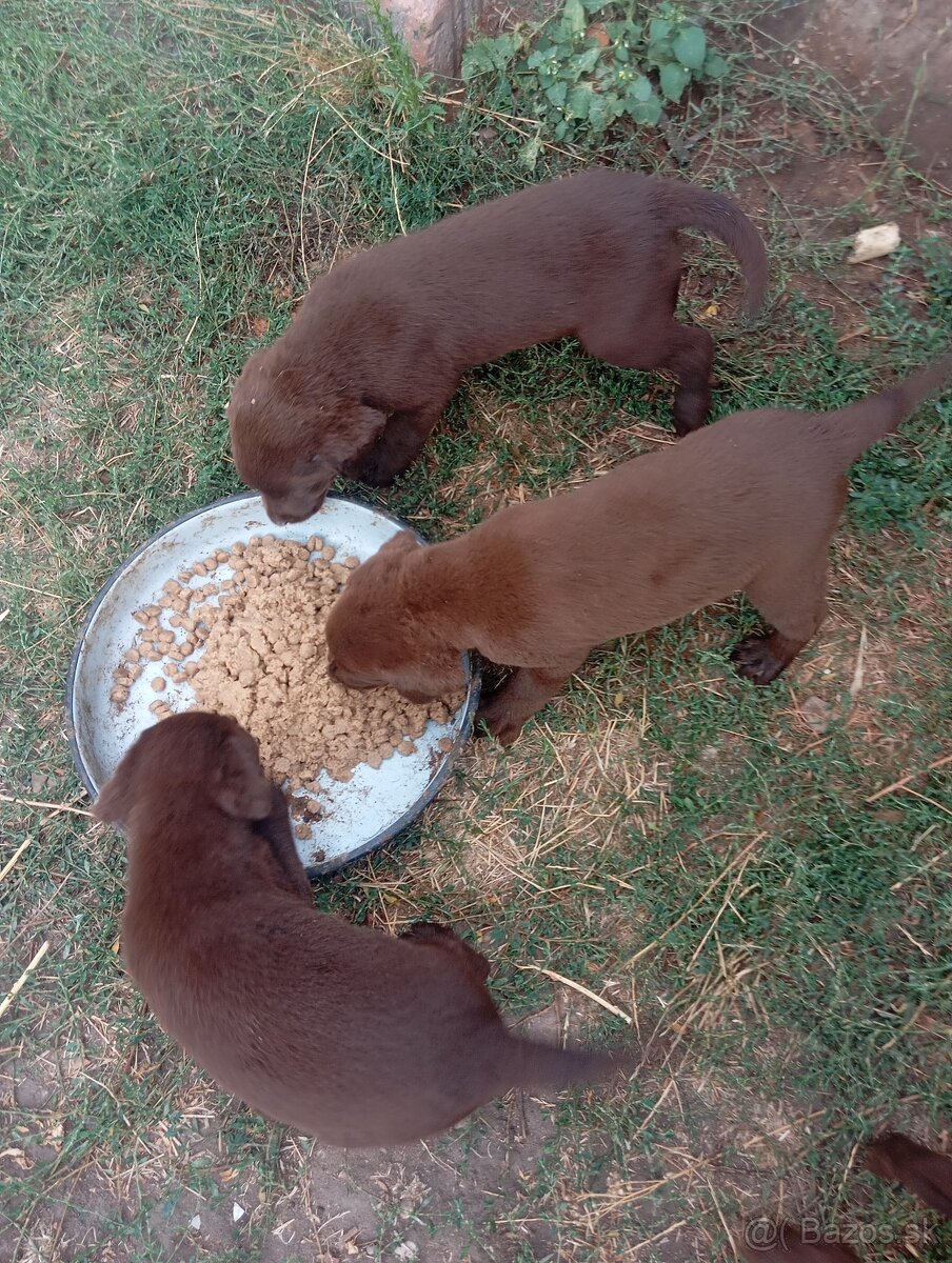 Šteniatka labradora