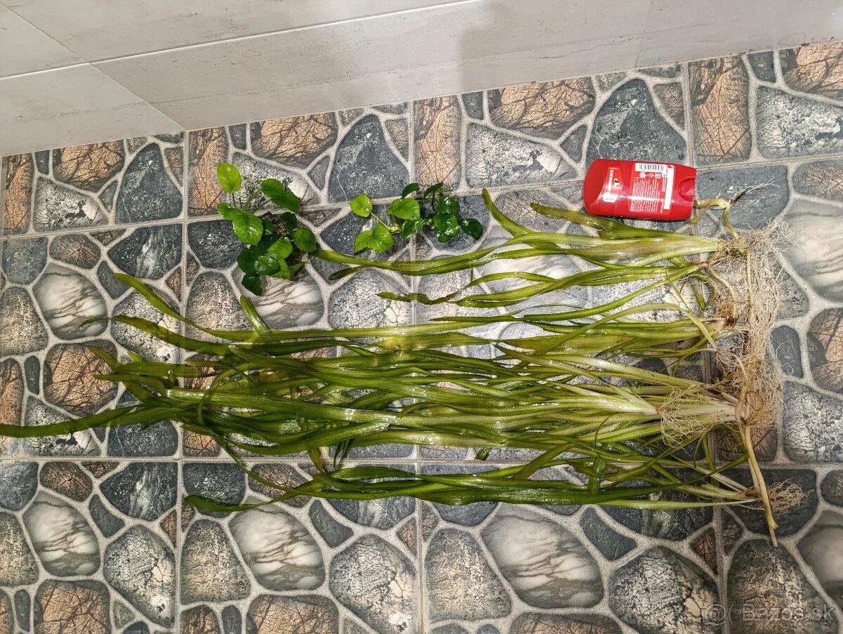 Rezervacia Vallisneria a anubias