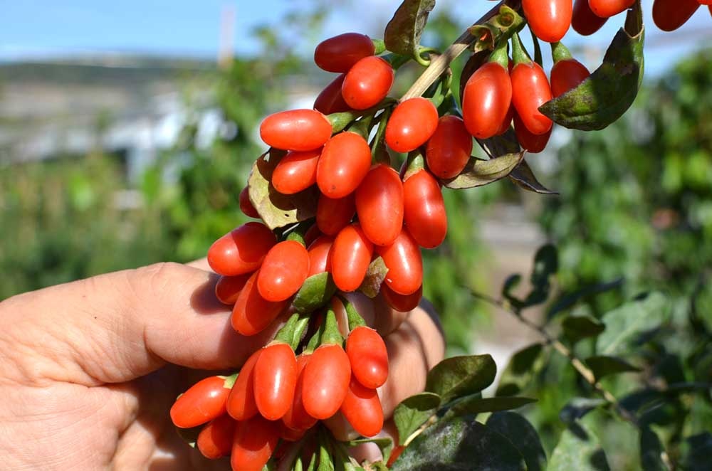 Sadenice Goji kustovnica