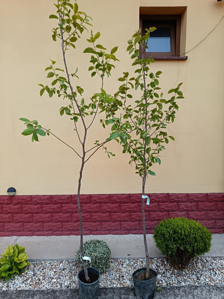 Hurmikaki