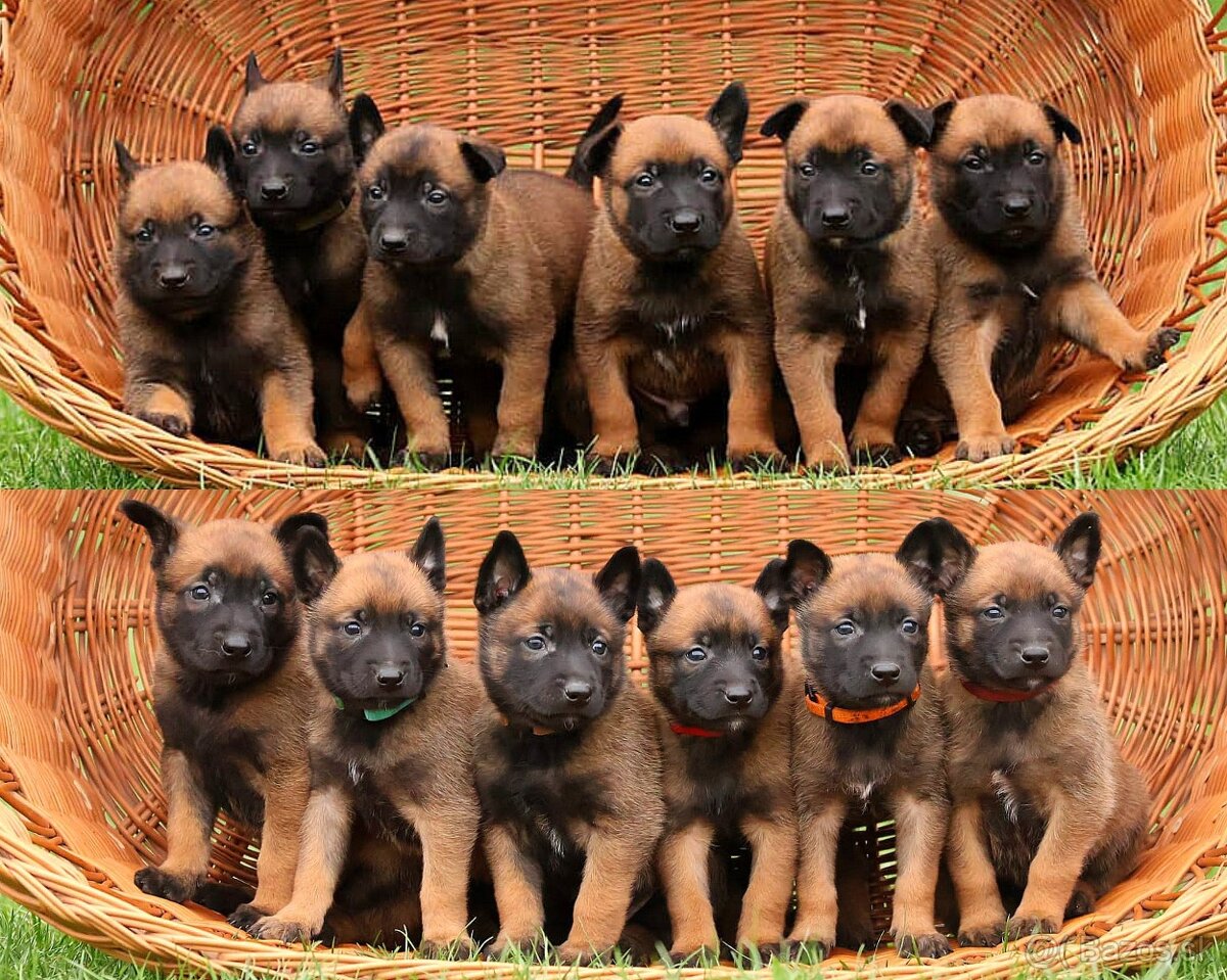 Belgický ovčák Malinois s PP po Edward Ad-Gür