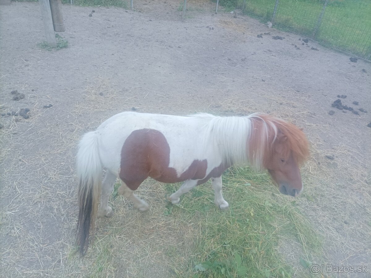 Predám žrebčeka ponika 3 ročný