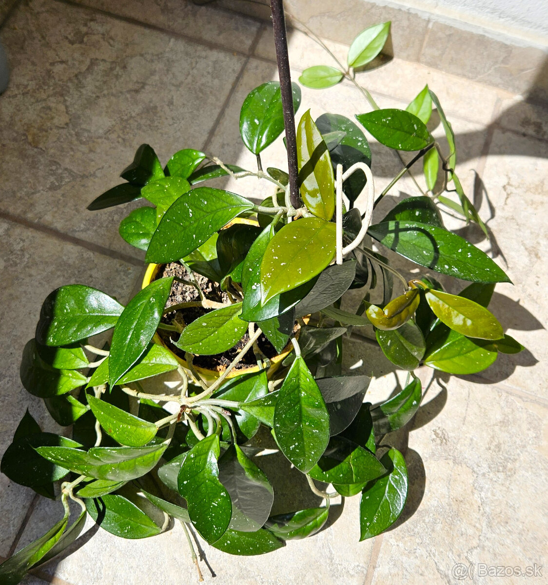 rastlina Hoya carnosa (voskovka)