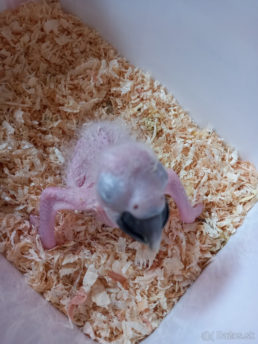 Ara harlekyn krotky
