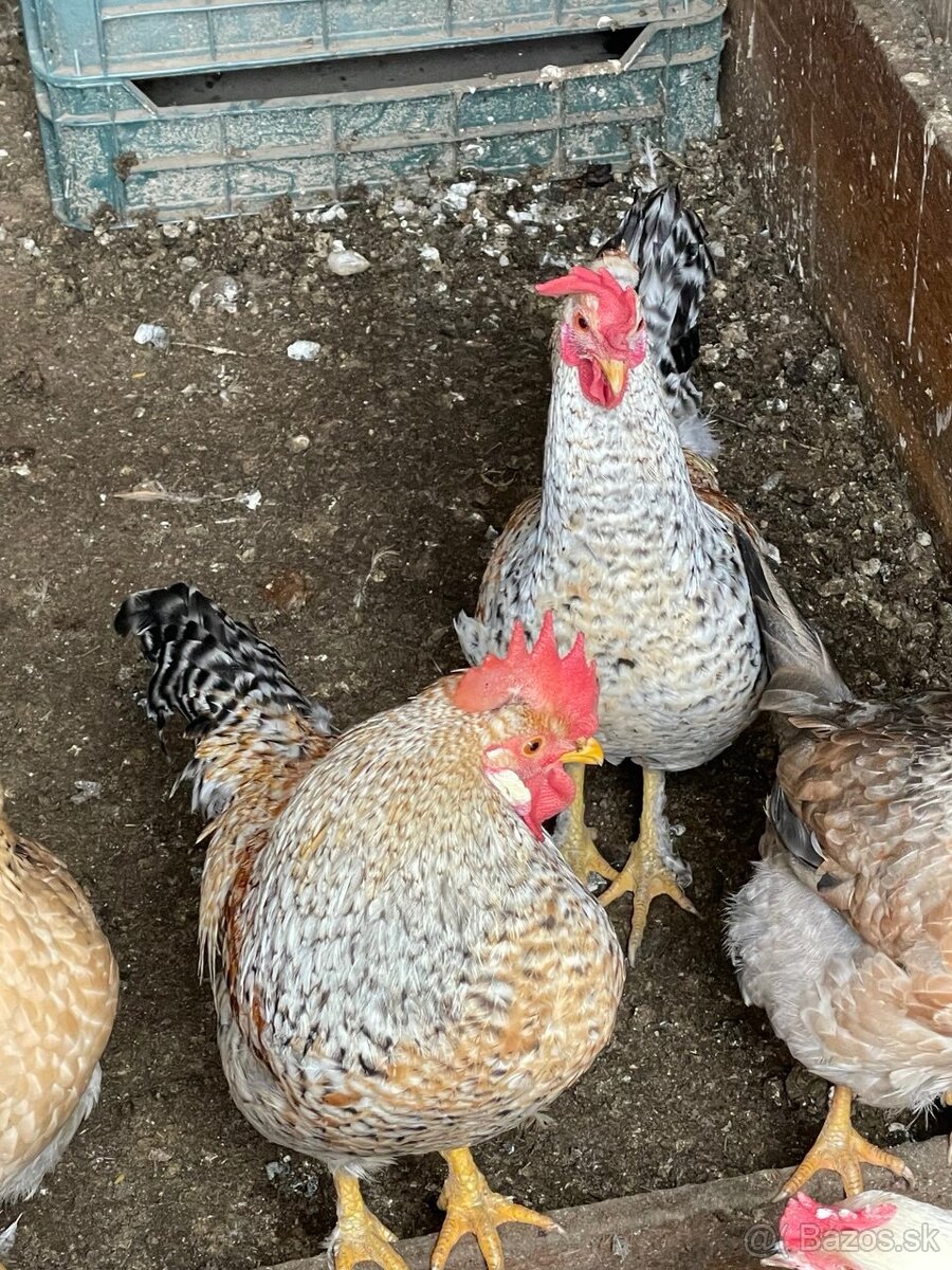 kohút na predaj Green Shell