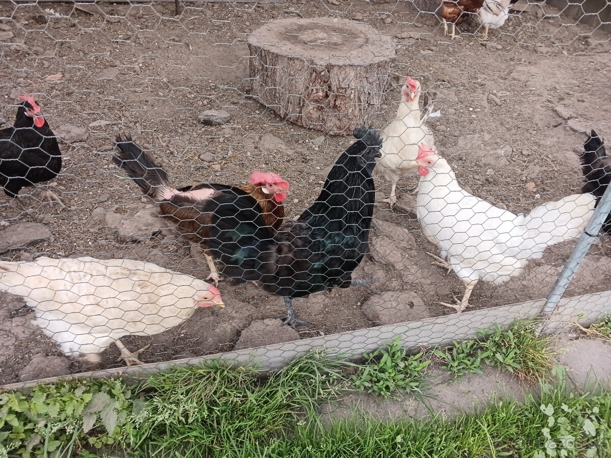 Ayam Cemani