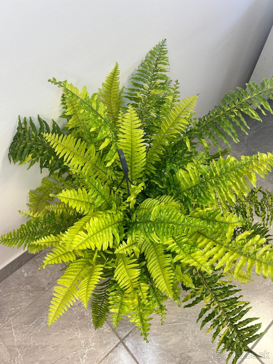 Nephrolepis exaltata Tiger Fern papraď