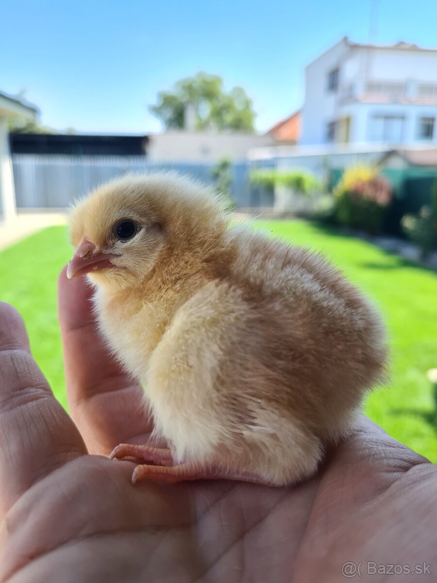 Jednodnove kuriatka, sliepocky, kohutikovia