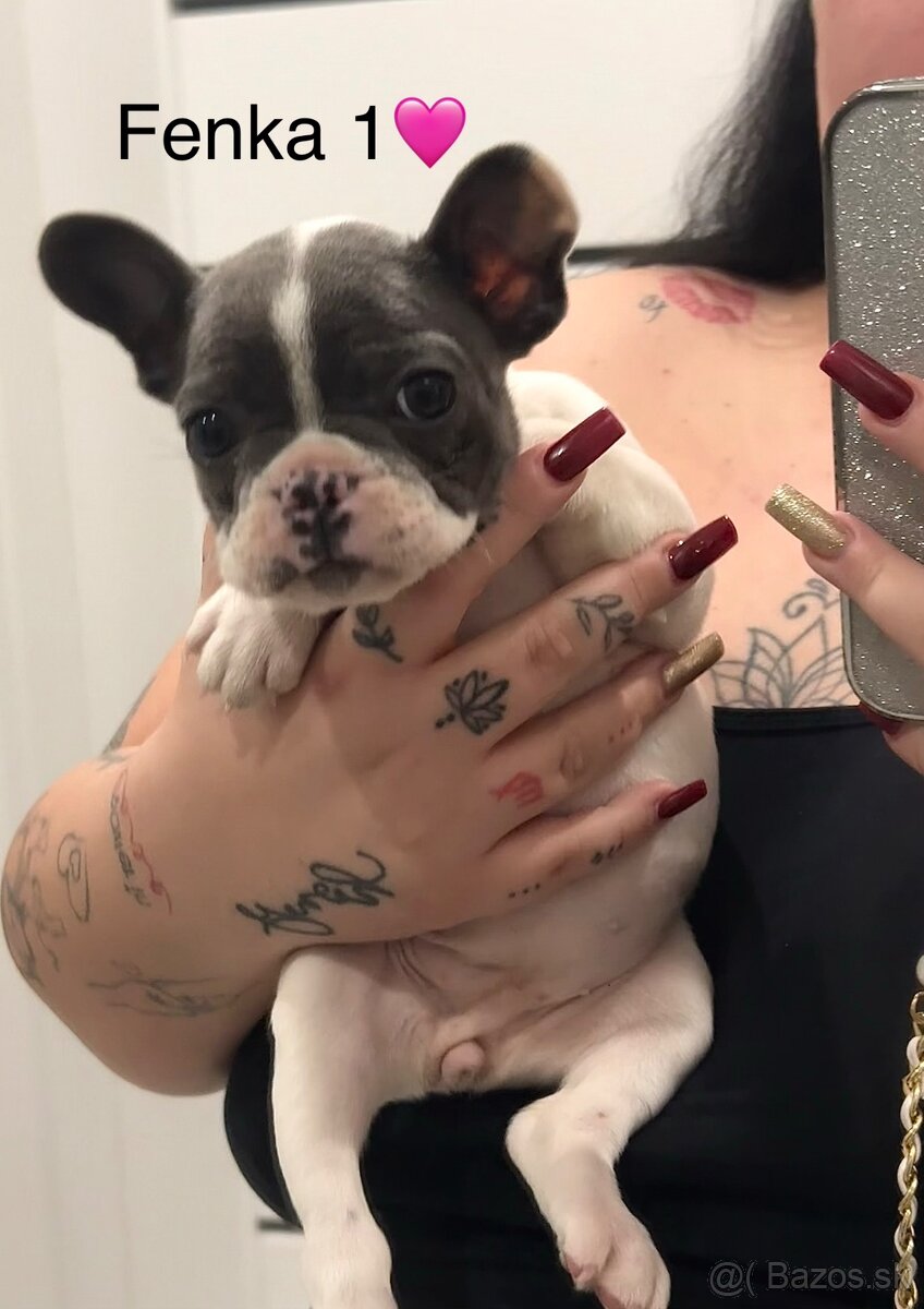 Francúzsky Buldoček Bielo Modrý