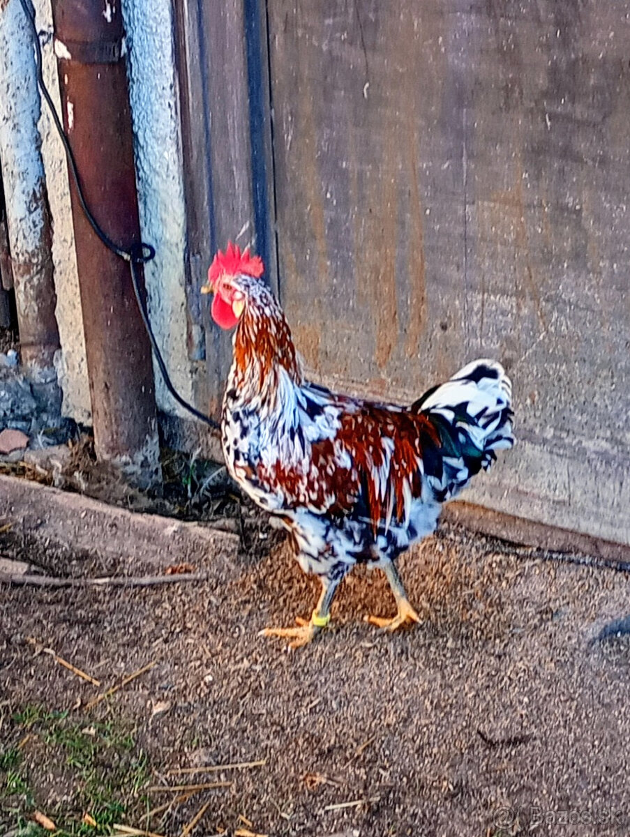 švedska kvetina kohút