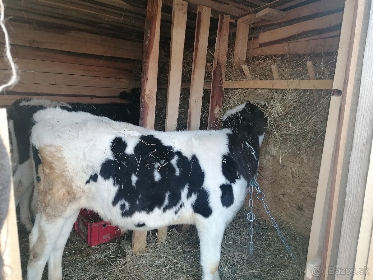 Byčky