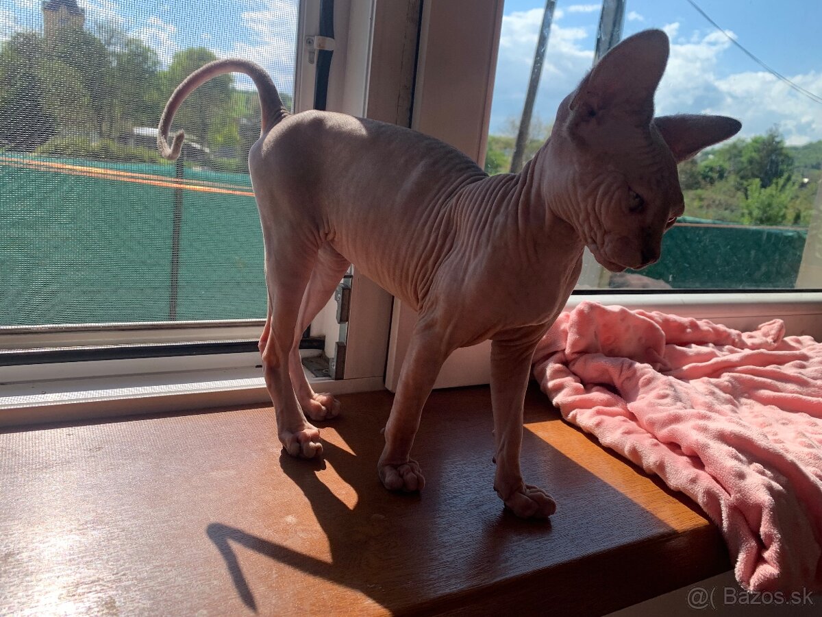 Sphynx mačička