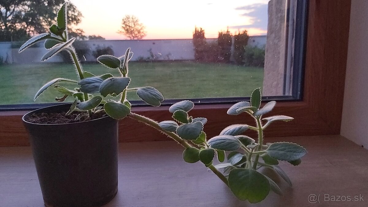 Nádchovník rýmovník (Plectranthus)