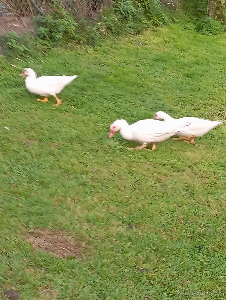 Pižmova kačica