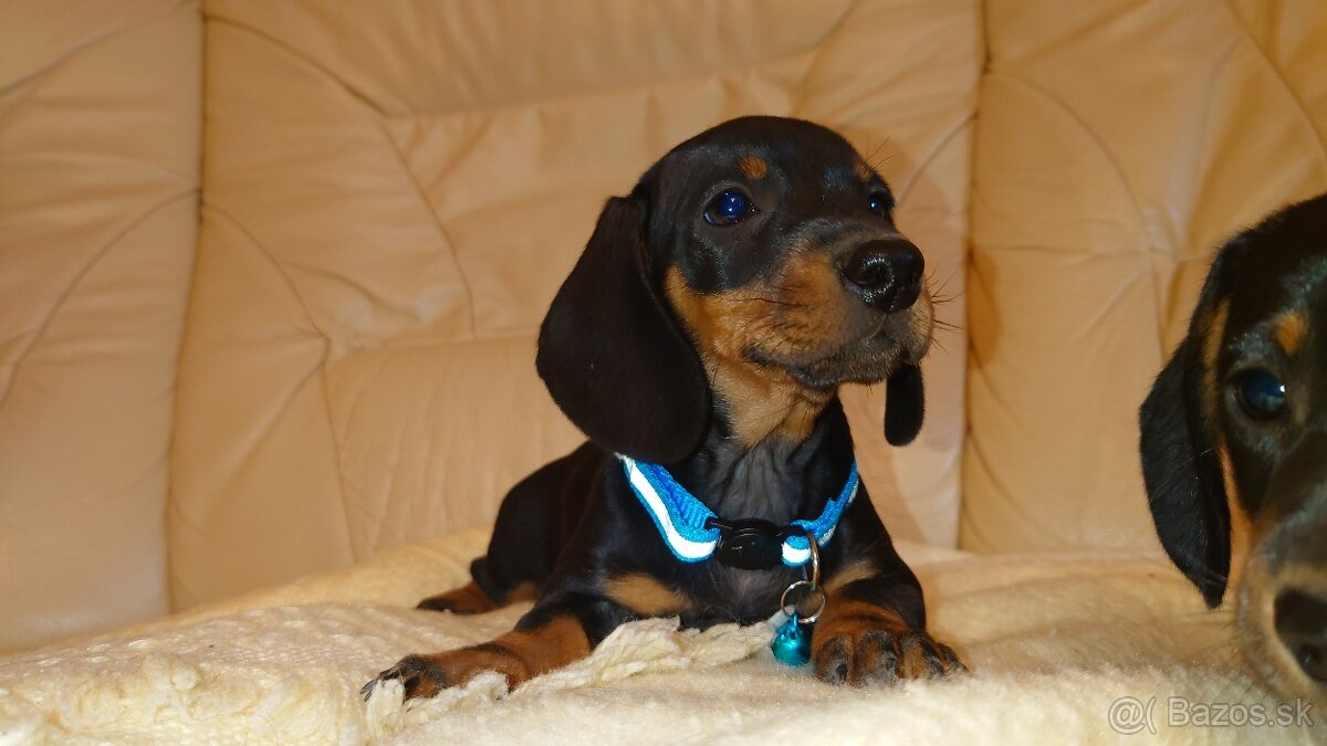 Jazvečik trpasličí hladkosrsty králičí psík