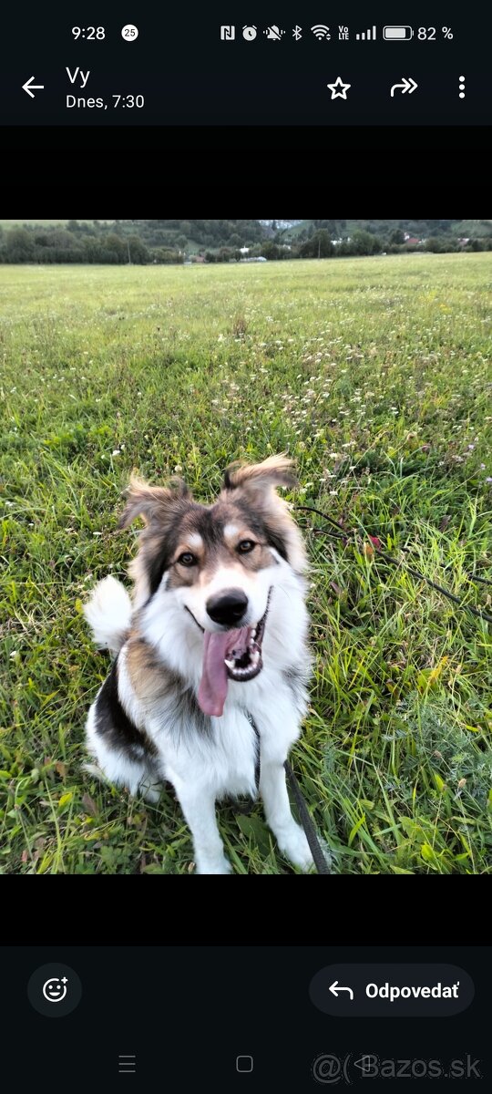 Dvojročný kríženec, darujeme