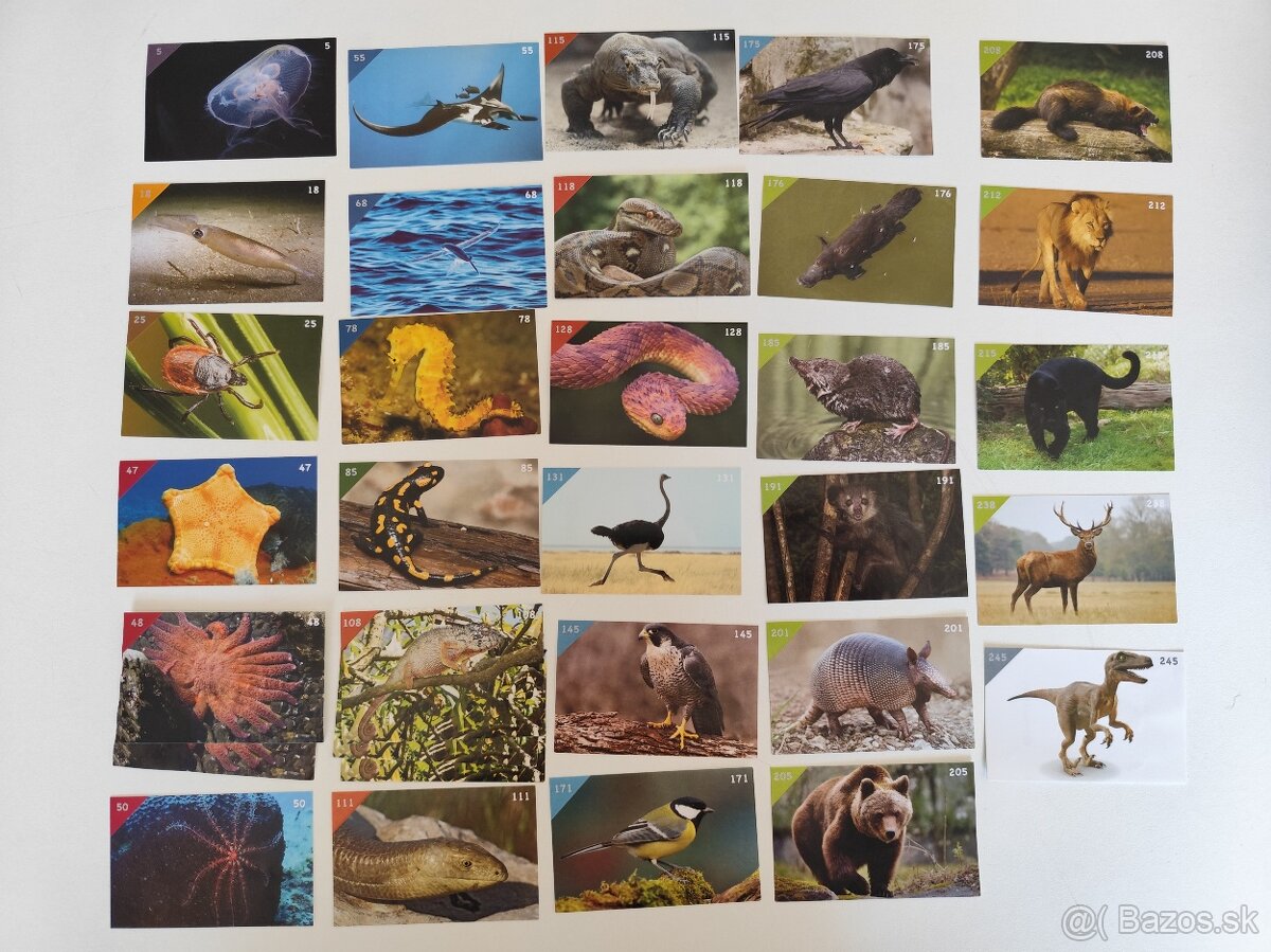 Animal Kingdom - nálepky