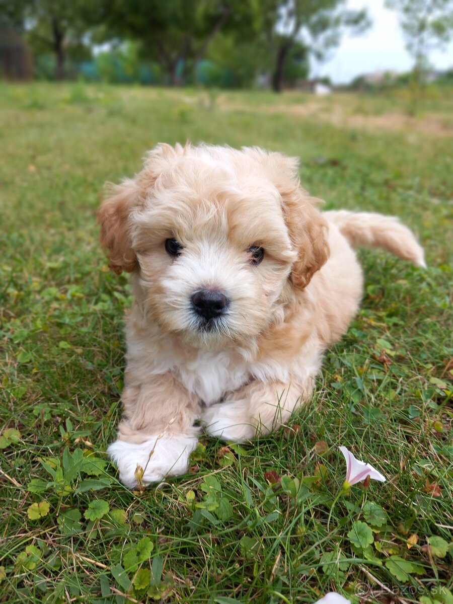 Maltipoo