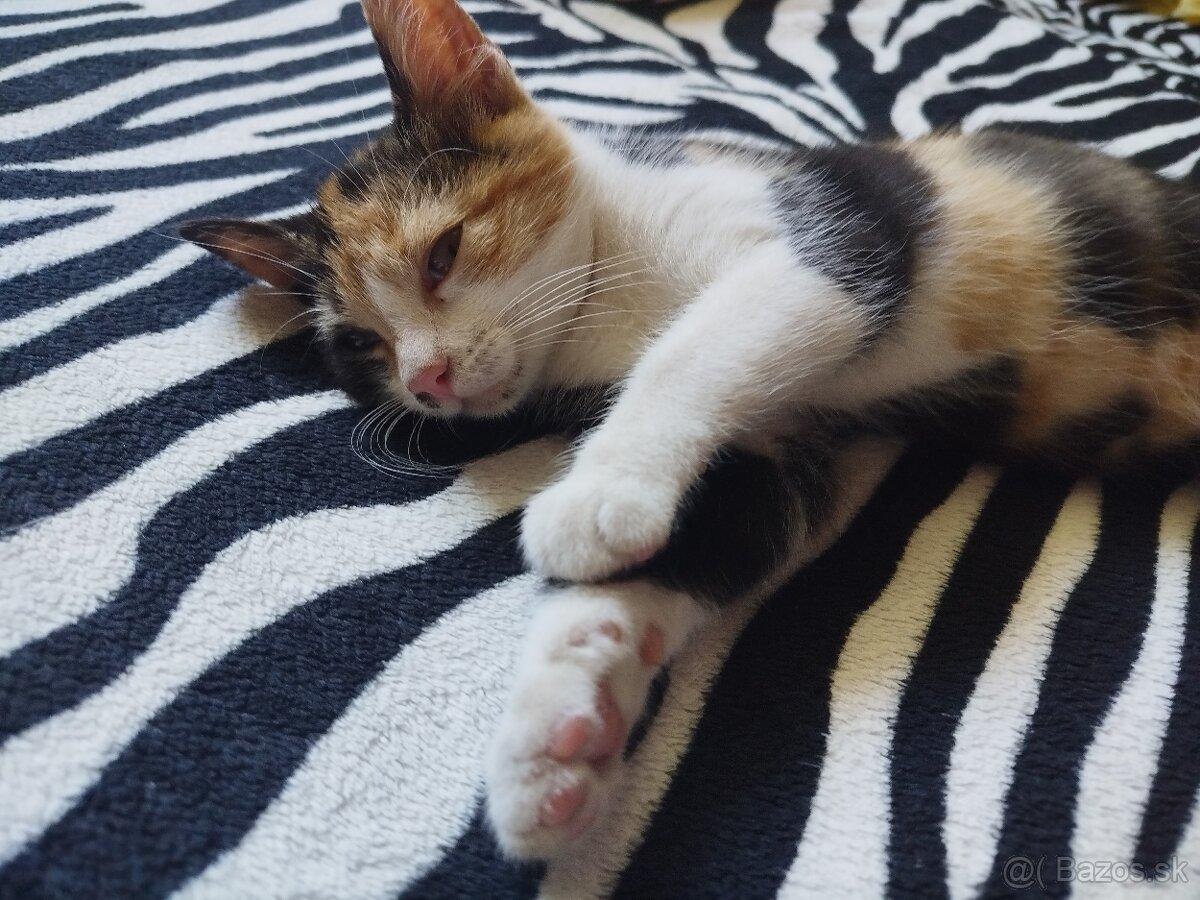 Darujem mačičku