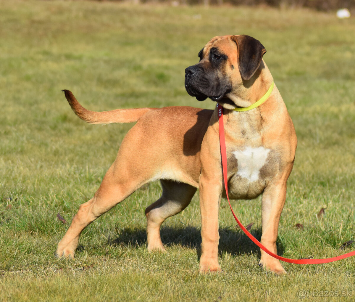 BOERBOEL BALLOTADA -2 FENY-10 MĚSÍCŮ-garance DKK,DLK,OCD