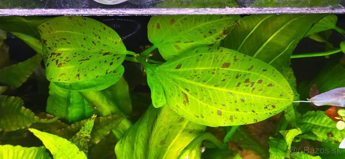 Echinodorus 'Ozelot Green'