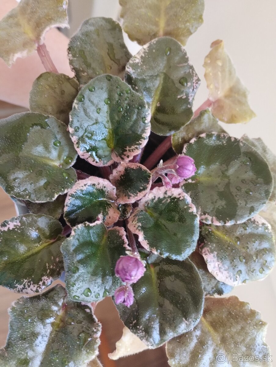 Panašovanu africká fialka (Saintpaulia variegata)