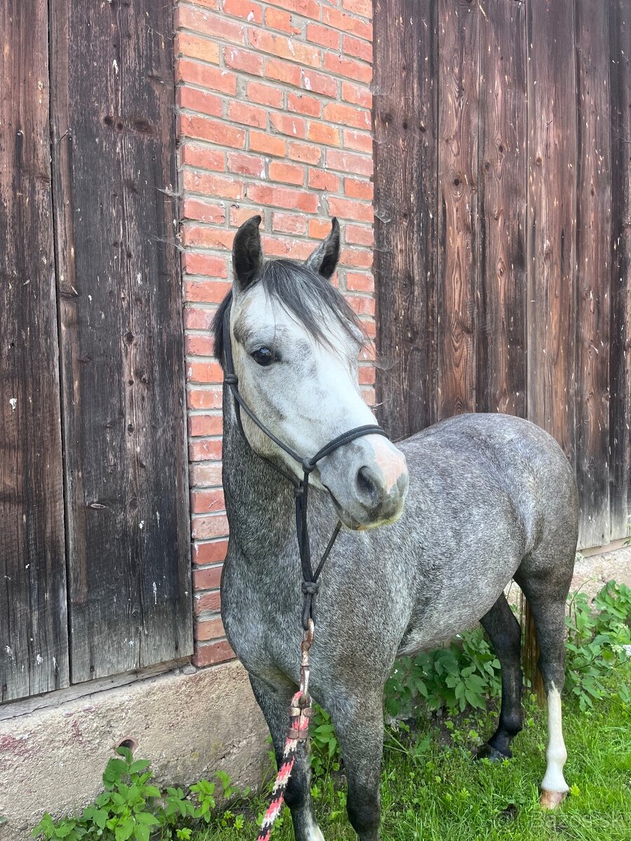 Welsh pony kobylka na sport aj jazdeckú školu