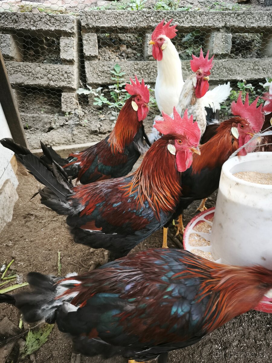 Vlaška jarabičia - kohút