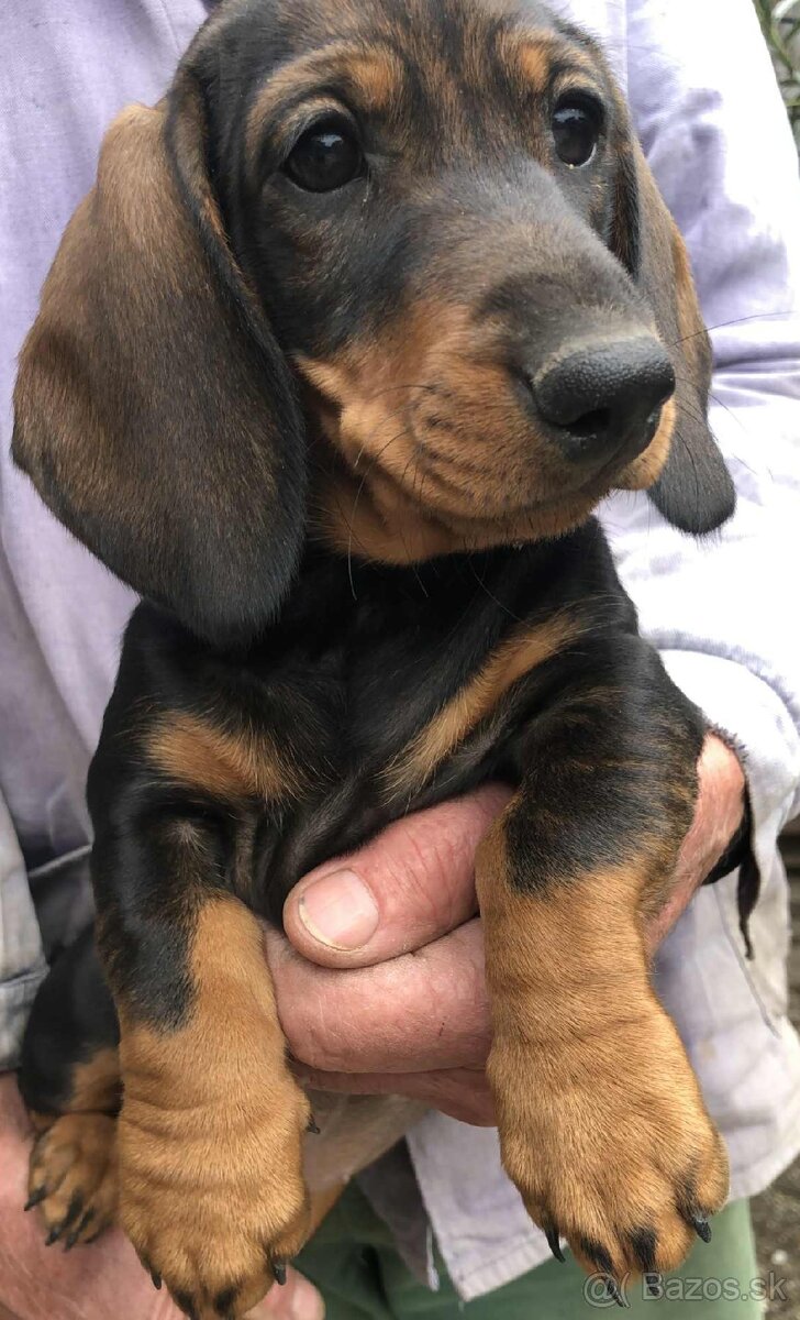 Jazvečík standard šteniatka