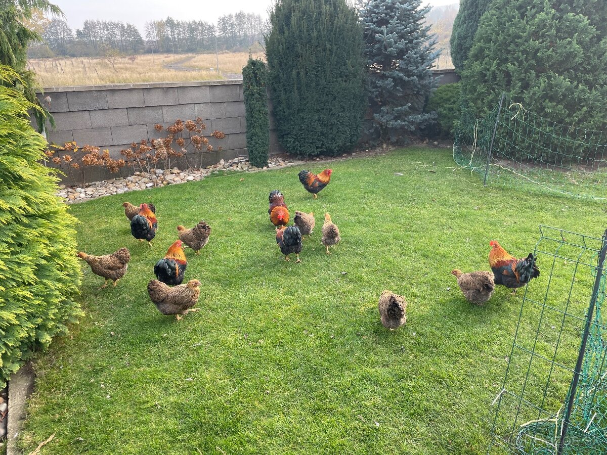 zdr. wyandotka jarabičia vlnitá