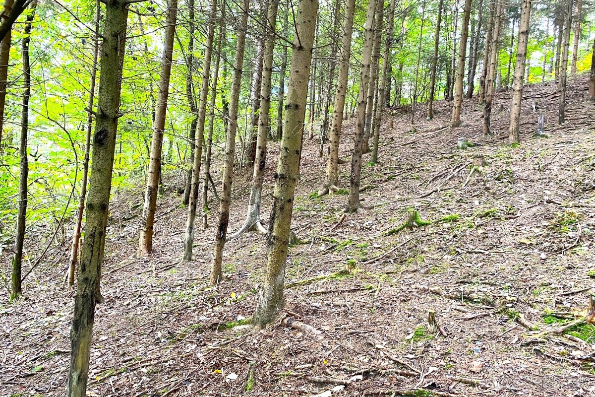 Na predaj rekreačný lesný pozemok - Brvnište.