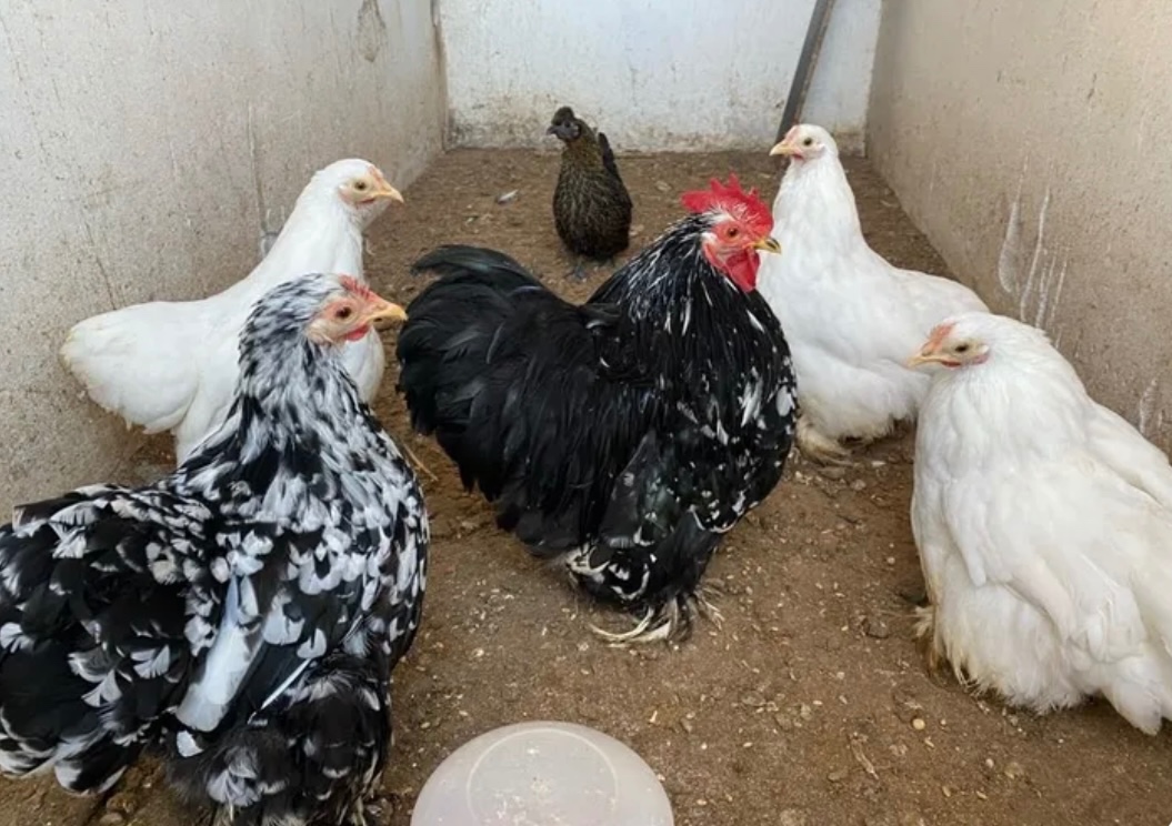 Násadové vajíčka