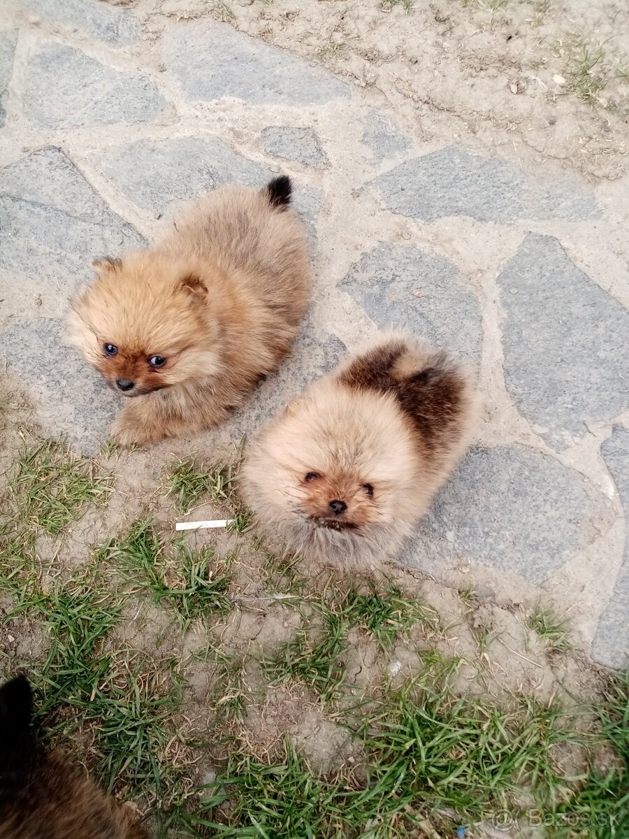 Oranžový špic - pomeranian