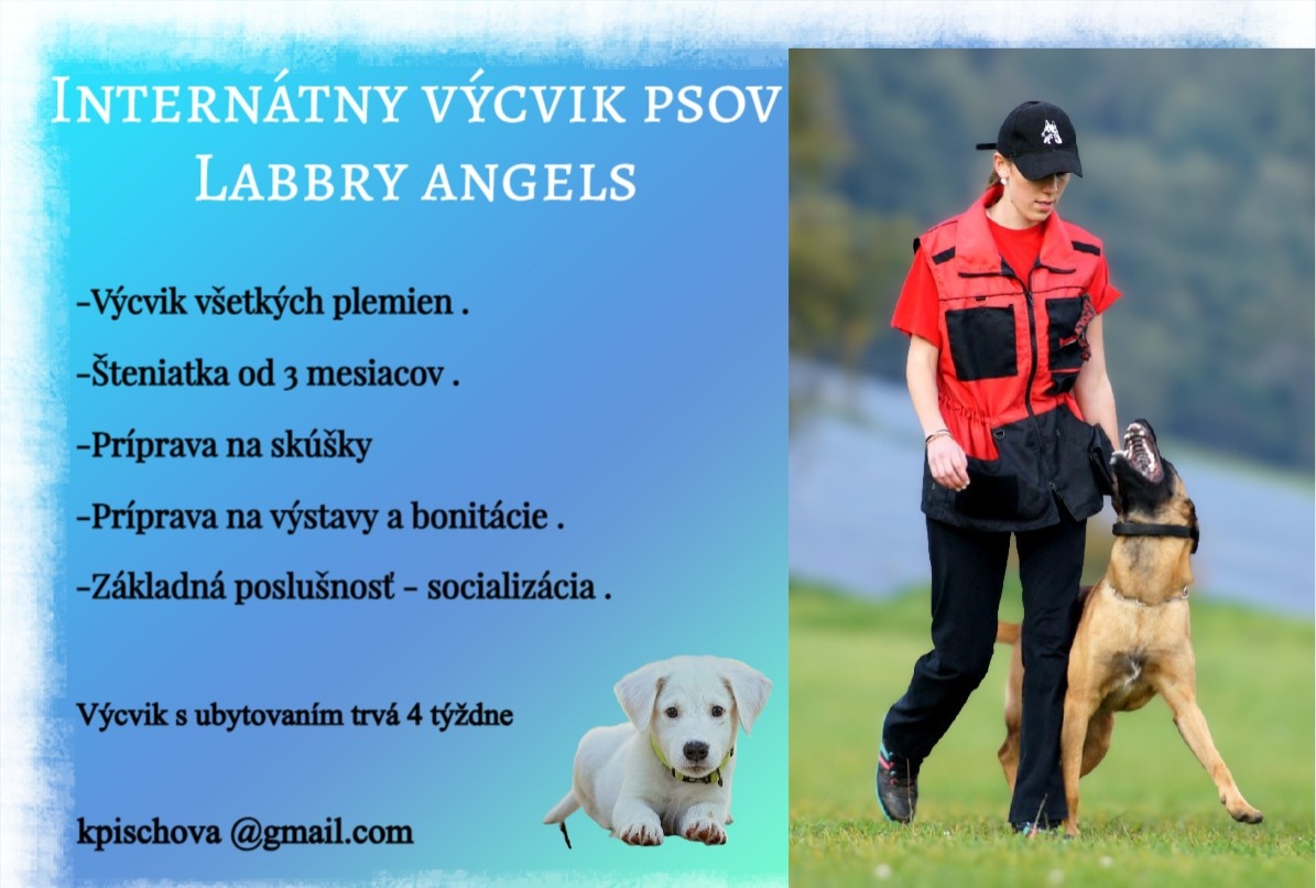 Internátny výcvik psov