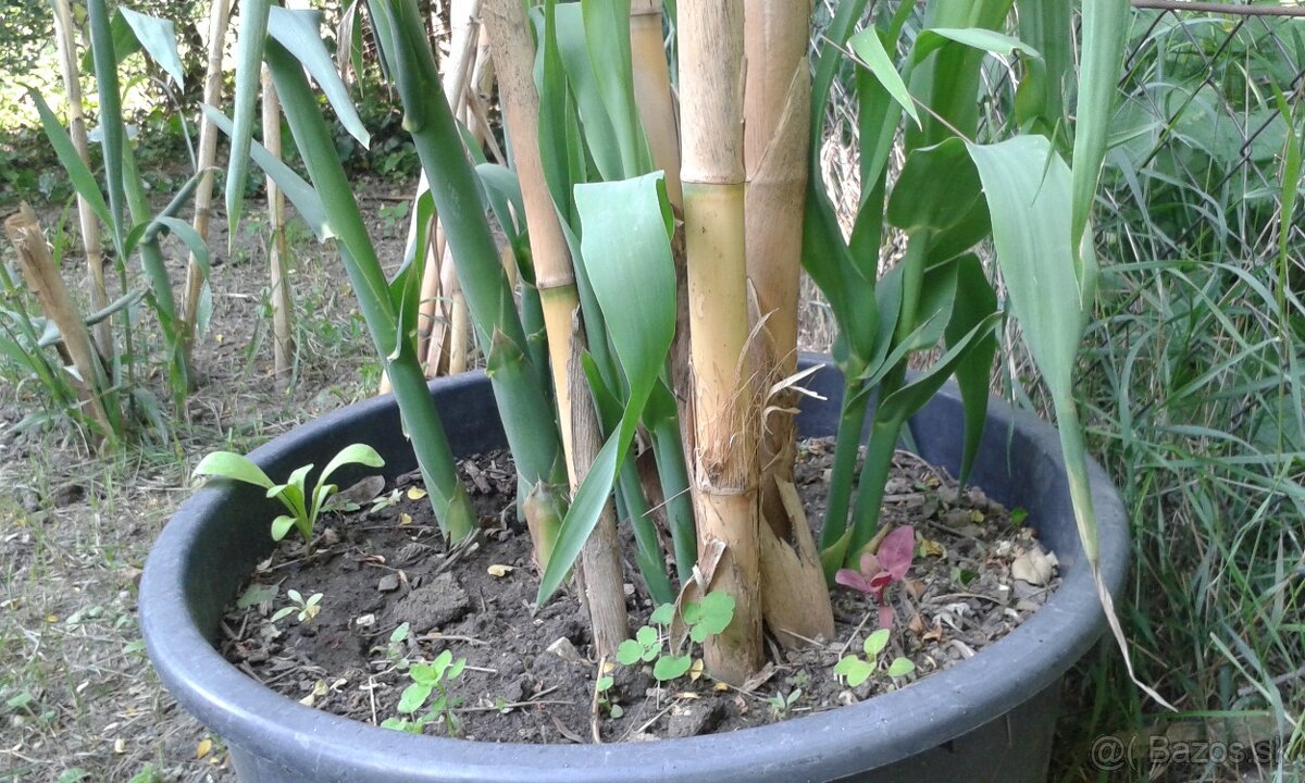 trstina Aruna-Arundo-donax-Trsteník,trstina obrovská