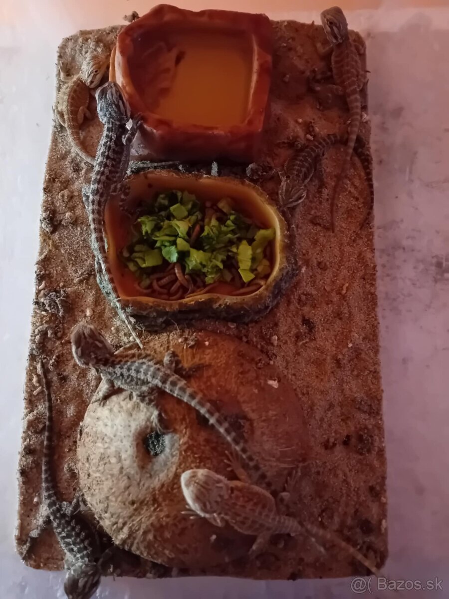 Agama bradata